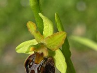 Ophrys ausonia 1, Saxifraga-Hans Dekker