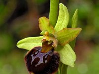 Ophrys ausonia 2, Saxifraga-Hans Dekker