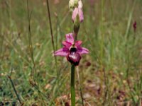 Ophrys aveyronensis 1, Saxifraga-Hans Dekker