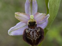 Ophrys aveyronensis 11, Saxifraga-Willem van Kruijsbergen