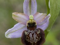 Ophrys aveyronensis 12, Saxifraga-Willem van Kruijsbergen