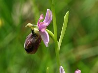 Ophrys aveyronensis 13, Saxifraga-Dirk Hilbers