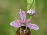 Ophrys aveyronensis 14, Saxifraga-Dirk Hilbers