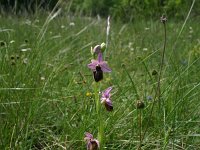 Ophrys aveyronensis 17, Saxifraga-Dirk Hilbers