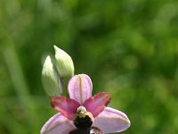 Ophrys aveyronensis 18, Saxifraga-Dirk Hilbers