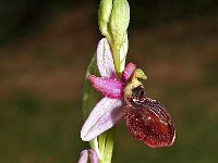 Ophrys aveyronensis 2, Saxifraga-Hans Dekker