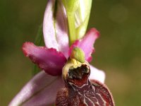 Ophrys aveyronensis 3, Saxifraga-Hans Dekker