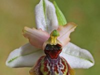 Ophrys aveyronensis 4, Saxifraga-Hans Dekker