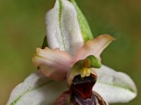Ophrys aveyronensis 5, Saxifraga-Hans Dekker