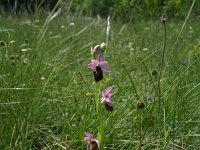 Ophrys aveyronensis 7, Saxifraga-Dirk Hilbers