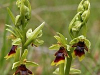 Ophrys aymoninii 1, Saxifraga-Hans Dekker