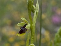 Ophrys aymoninii 13, Saxifraga-Willem van Kruijsbergen