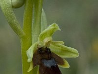 Ophrys aymoninii 14, Saxifraga-Willem van Kruijsbergen