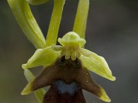 Ophrys aymoninii 15, Saxifraga-Willem van Kruijsbergen