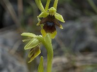 Ophrys aymoninii 17, Saxifraga-Willem van Kruijsbergen