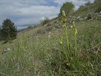 Ophrys aymoninii 18, Saxifraga-Willem van Kruijsbergen