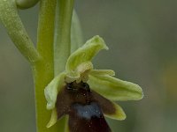 Ophrys aymoninii 19, Saxifraga-Willem van Kruijsbergen