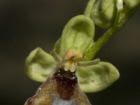 Ophrys aymoninii 2, Saxifraga-Jan van der Straaten