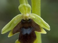 Ophrys aymoninii 21, Saxifraga-Willem van Kruijsbergen