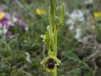 Ophrys aymoninii 22, Saxifraga-Willem van Kruijsbergen