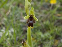 Ophrys aymoninii 24, Saxifraga-Willem van Kruijsbergen