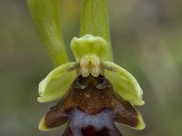Ophrys aymoninii 25, Saxifraga-Willem van Kruijsbergen
