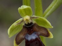 Ophrys aymoninii 27, Saxifraga-Willem van Kruijsbergen