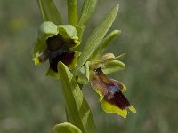 Ophrys aymoninii 29, Saxifraga-Willem van Kruijsbergen