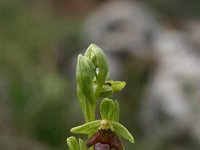 Ophrys aymoninii 3, Saxifraga-Dirk Hilbers