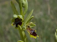 Ophrys aymoninii 30, Saxifraga-Willem van Kruijsbergen