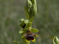 Ophrys aymoninii 31, Saxifraga-Willem van Kruijsbergen