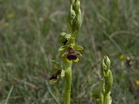 Ophrys aymoninii 32, Saxifraga-Willem van Kruijsbergen
