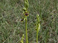 Ophrys aymoninii 33, Saxifraga-Willem van Kruijsbergen