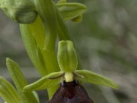 Ophrys aymoninii 34, Saxifraga-Willem van Kruijsbergen