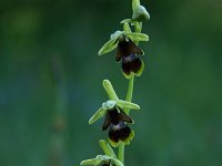 Ophrys aymoninii 36, Saxifraga-Dirk Hilbers