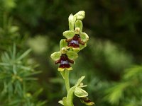 Ophrys aymoninii 38, Saxifraga-Dirk Hilbers