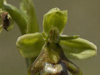 Ophrys aymoninii 4, Saxifraga-Jan van der Straaten