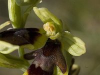 Ophrys aymoninii 6, Saxifraga-Jan van der Straaten