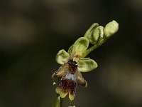 Ophrys aymoninii 8, Saxifraga-Jan van der Straaten
