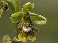 Ophrys aymoninii 9, Saxifraga-Jan van der Straaten