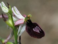 Ophrys benacensis 1, Saxifraga-Hans Dekker
