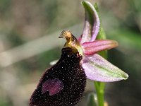 Ophrys benacensis 11, Saxifraga-Hans Dekker