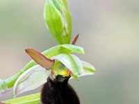 Ophrys benacensis 12, Saxifraga-Hans Dekker