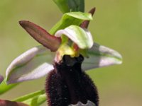 Ophrys benacensis 13, Saxifraga-Hans Dekker