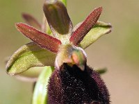 Ophrys benacensis 15, Saxifraga-Hans Dekker
