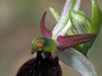 Ophrys benacensis 2, Saxifraga-Hans Dekker