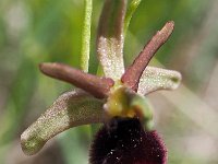 Ophrys benacensis 4, Saxifraga-Hans Dekker