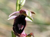 Ophrys benacensis 6, Saxifraga-Hans Dekker