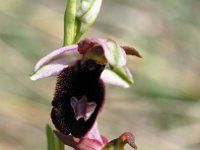 Ophrys benacensis 6, Saxifraga-Hans Dekker