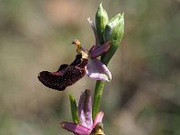 Ophrys benacensis 7, Saxifraga-Hans Dekker